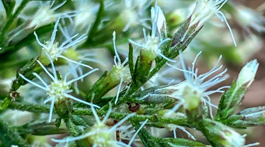 This detailed photograph of the small, trumpet shaped flowers of a hyssopleaf thoroughwort plant shows how the flowers are located at the ends of their branches. Each flower is surrounded by dark green, slightly hairy sepals. Several long, white stamens protrude out of the flowers.