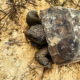 An Awesome New Neighbor is a Gopher Tortoise