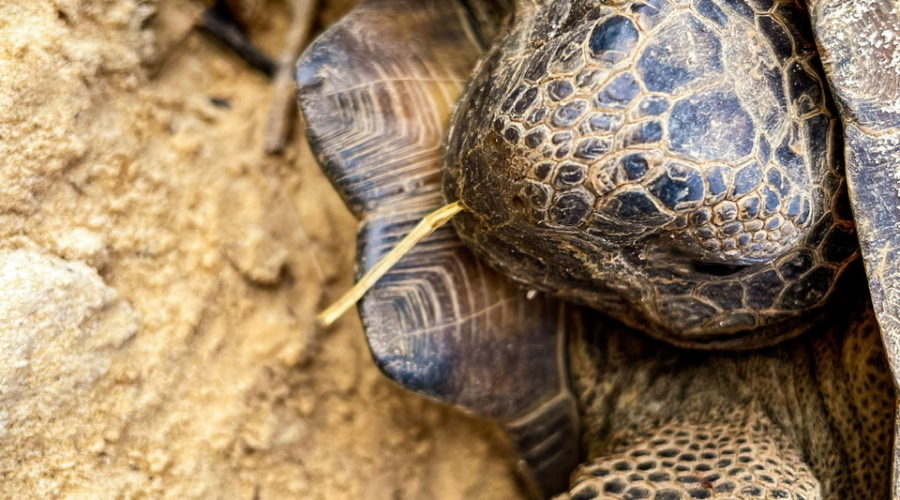This image of a gopher tortoise shows the animal with a small piece of brown vegetation in it’s mouth after it was interrupted while grazing. The head is partially pulled into the shell for protection. The front legs are similarly partially folded in preparation to be pulled in. The head and legs are covered in dark, greenish brown scales that are especially thick on the legs. The shell is dark brown and made up of scutes each with concentric circles inside it. The upper shell is dull and covered with sand, while the lower shell is smoother and has a polished look to it.