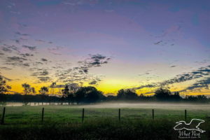 This colorful image shows the sun just beginning to rise over a misty farm field. The field is still fairly dark, but green grass can be seen on either side of a wire fence. Oak and pine trees in the background are silhouetted in front of the colorful sky. The horizon is yellow where the sun is rising from and fades to orange as you move to either side. The clouds that are low on the horizon are in silhouette while the lighter ones higher up in the sky are just beginning to take on a pink hue. The unclouded sky is a light blue above the sun and darkens towards purple as you move away.