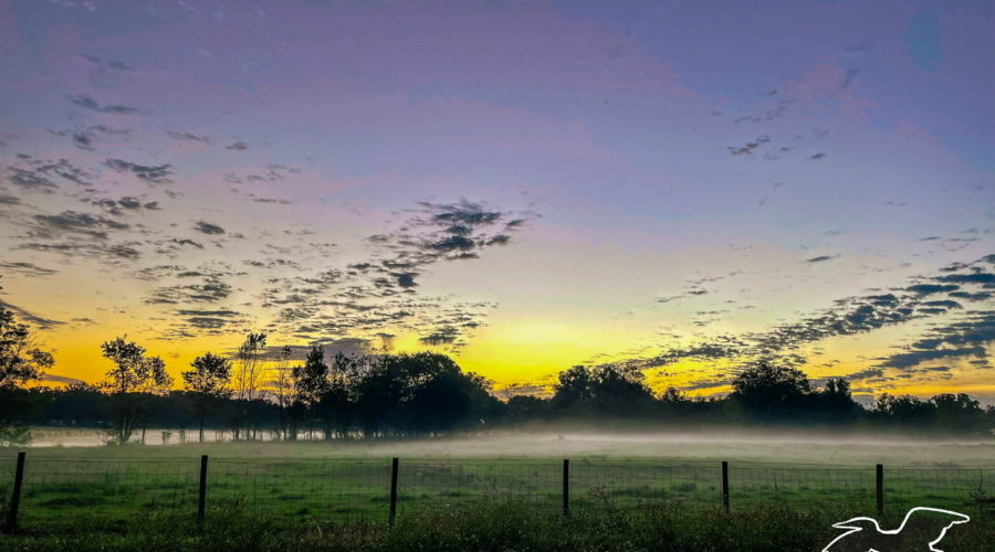 This colorful image shows the sun just beginning to rise over a misty farm field. The field is still fairly dark, but green grass can be seen on either side of a wire fence. Oak and pine trees in the background are silhouetted in front of the colorful sky. The horizon is yellow where the sun is rising from and fades to orange as you move to either side. The clouds that are low on the horizon are in silhouette while the lighter ones higher up in the sky are just beginning to take on a pink hue. The unclouded sky is a light blue above the sun and darkens towards purple as you move away.