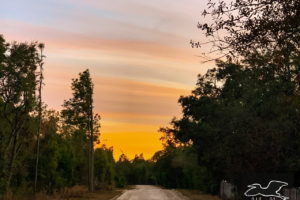 This image shows a late December sunset in the pine and oak woods of central Florida. The center of the photo is a country lime rock road heading towards the orange and pink horizon.