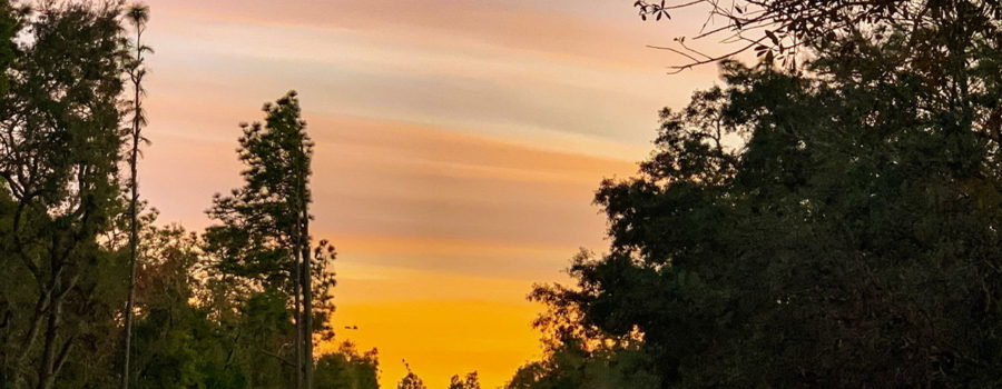 This image shows a late December sunset in the pine and oak woods of central Florida. The center of the photo is a country lime rock road heading towards the orange and pink horizon.