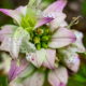 Spotted Bee Balm is a Beautiful and Complex Fall Flower