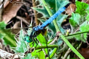 A male blue dasher dragonfly perches lightly on a vine stem as it hunts for prey. The dragonfly has a long, powdery blue thorax with a black tip. The thorax is striped in light blue, black, and yellow, and the head is a turquoise blue. The head is mostly made up of the large eyes. The tops of the eyes are slightly darker, while the bottoms of the eyes have black splotches. The wings are in motion and are difficult to see except for the amber coloration near the body.