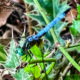 The Blue Dasher is a Beautiful Fall Visitor