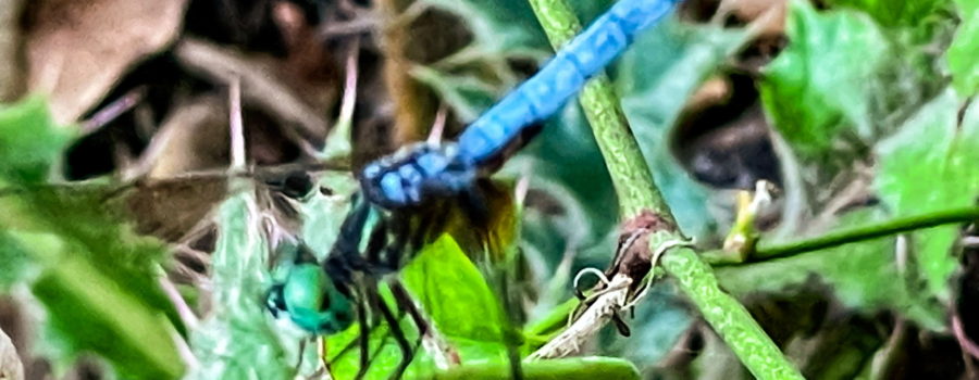 A male blue dasher dragonfly perches lightly on a vine stem as it hunts for prey. The dragonfly has a long, powdery blue thorax with a black tip. The thorax is striped in light blue, black, and yellow, and the head is a turquoise blue. The head is mostly made up of the large eyes. The tops of the eyes are slightly darker, while the bottoms of the eyes have black splotches. The wings are in motion and are difficult to see except for the amber coloration near the body.