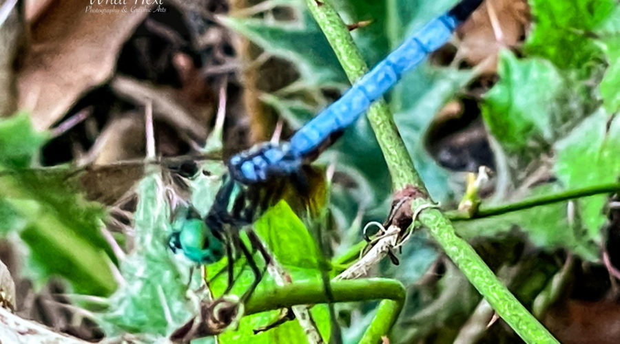 A male blue dasher dragonfly perches lightly on a vine stem as it hunts for prey. The dragonfly has a long, powdery blue thorax with a black tip. The thorax is striped in light blue, black, and yellow, and the head is a turquoise blue. The head is mostly made up of the large eyes. The tops of the eyes are slightly darker, while the bottoms of the eyes have black splotches. The wings are in motion and are difficult to see except for the amber coloration near the body.