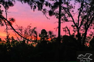 A sunset over the Florida pine forest is made up of several shades of pink fading to a light lavender higher in the sky. The pine and oaks trees of the woods are seen in silhouette in front of the sunset.