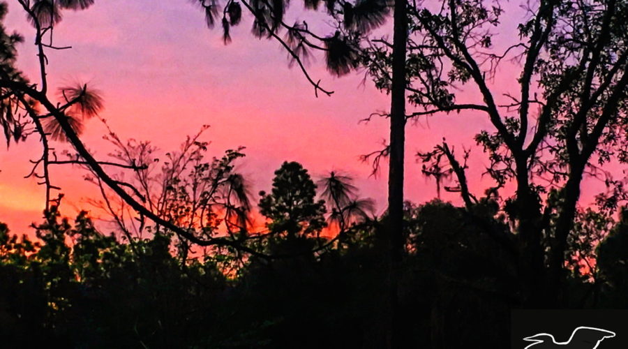 A sunset over the Florida pine forest is made up of several shades of pink fading to a light lavender higher in the sky. The pine and oaks trees of the woods are seen in silhouette in front of the sunset.
