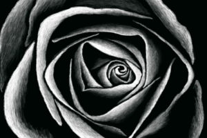 This is a hand drawn black and white image of a rose flower from the top down. The background is black while the drawing is in white and shows the highlights of the flower. The drawings is a pen and ink style drawing that was done digitally