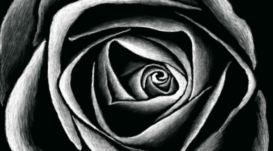 This is a hand drawn black and white image of a rose flower from the top down. The background is black while the drawing is in white and shows the highlights of the flower. The drawings is a pen and ink style drawing that was done digitally