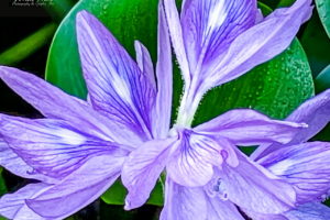 This closeup image of several water hyacinth flowers shows the delicate details of their structure. Each flower has multiple petals that are purple on the outer edges and fading to blue nearer the center. The center of each petal is white. The petals radiate out from a lightly haired stem. The petals are fairly fine and are heavily veined with dark purple veins. The flowers are seen above a bright green water hyacinth leaf.