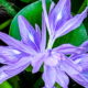 Advantages and Disadvantages of the Beautiful Water Hyacinth