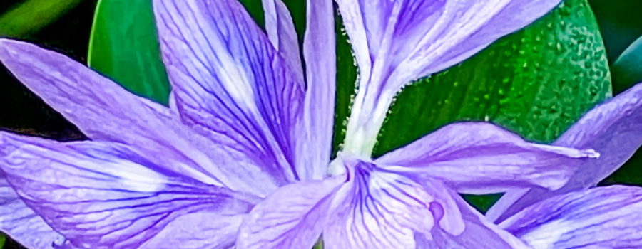 This closeup image of several water hyacinth flowers shows the delicate details of their structure. Each flower has multiple petals that are purple on the outer edges and fading to blue nearer the center. The center of each petal is white. The petals radiate out from a lightly haired stem. The petals are fairly fine and are heavily veined with dark purple veins. The flowers are seen above a bright green water hyacinth leaf.
