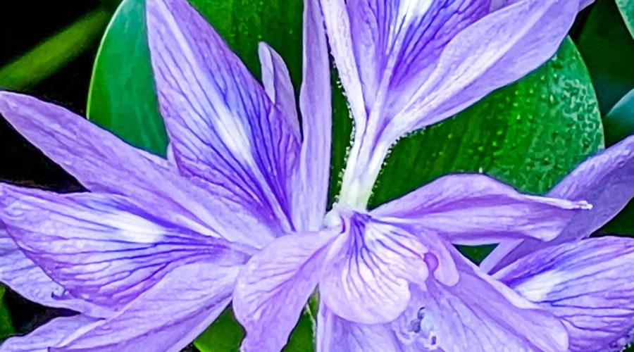 This closeup image of several water hyacinth flowers shows the delicate details of their structure. Each flower has multiple petals that are purple on the outer edges and fading to blue nearer the center. The center of each petal is white. The petals radiate out from a lightly haired stem. The petals are fairly fine and are heavily veined with dark purple veins. The flowers are seen above a bright green water hyacinth leaf.