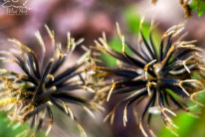 A pair of blackjack seeds are growing side by side with some of their seeds entwined together. Each seed head is basically spherical and made up up many individual seeds that are long and narrow and that have sticky branches at the ends. The seeds are mostly black with the sticky ends being a light brown. The background is an unfocused green and brown mix.