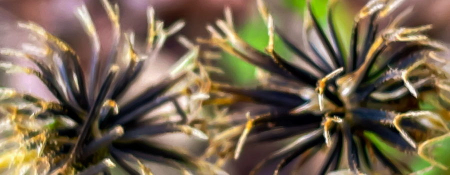 A pair of blackjack seeds are growing side by side with some of their seeds entwined together. Each seed head is basically spherical and made up up many individual seeds that are long and narrow and that have sticky branches at the ends. The seeds are mostly black with the sticky ends being a light brown. The background is an unfocused green and brown mix.