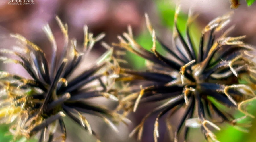 A pair of blackjack seeds are growing side by side with some of their seeds entwined together. Each seed head is basically spherical and made up up many individual seeds that are long and narrow and that have sticky branches at the ends. The seeds are mostly black with the sticky ends being a light brown. The background is an unfocused green and brown mix.