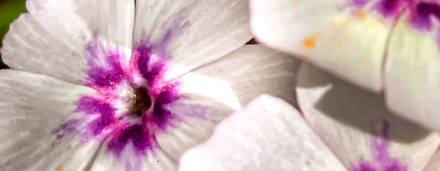 A trio of Drummond’s phlox flowers taken on a sunny afternoon. The flowers are mainly white with six petals each. The center of each flower is a pinkish purple with a V shaped pattern that extends onto each petal. Between the branches of the V is a lighter streak of color that extends further up onto the petal and slowly fades away. Down inside the flowers there are yellow stamens producing plenty of bright yellow pollen, some of which can be seen in spots on the petals.