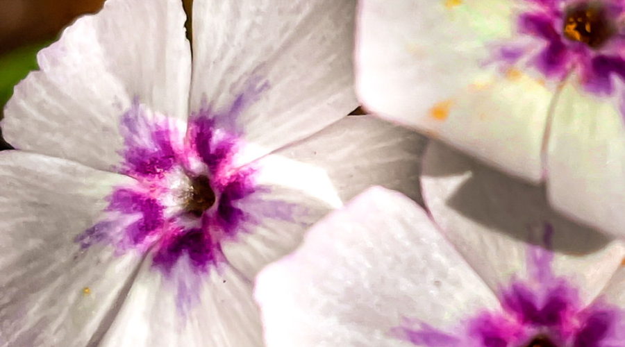 A trio of Drummond’s phlox flowers taken on a sunny afternoon. The flowers are mainly white with six petals each. The center of each flower is a pinkish purple with a V shaped pattern that extends onto each petal. Between the branches of the V is a lighter streak of color that extends further up onto the petal and slowly fades away. Down inside the flowers there are yellow stamens producing plenty of bright yellow pollen, some of which can be seen in spots on the petals.