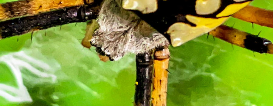 This macro photo shows the face of a yellow garden spider close up. It shows the flattened, fuzzy grey head of the spider, the cranial portion of the abdomen, and the tops of the legs. The head is flattened and covered in fine grey hairs. The cranial part of the abdomen is marked with a yellow and black pattern and has a small spike on either side. The legs are yellow and black striped with short, thick, black hairs.