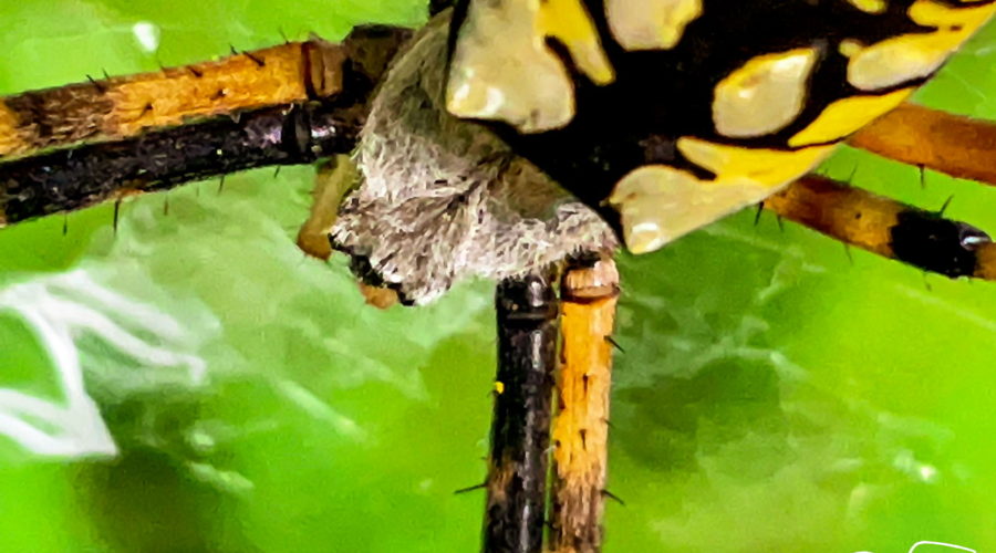 This macro photo shows the face of a yellow garden spider close up. It shows the flattened, fuzzy grey head of the spider, the cranial portion of the abdomen, and the tops of the legs. The head is flattened and covered in fine grey hairs. The cranial part of the abdomen is marked with a yellow and black pattern and has a small spike on either side. The legs are yellow and black striped with short, thick, black hairs.