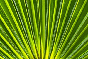 A full, closeup image of a palm frond shows the afternoon sun coming through the thinner parts. The frond radiates out from a central stem. The thicker parts of the frond are a deep green, while the thinner areas have a yellowish green hue.