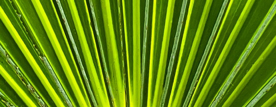 A full, closeup image of a palm frond shows the afternoon sun coming through the thinner parts. The frond radiates out from a central stem. The thicker parts of the frond are a deep green, while the thinner areas have a yellowish green hue.