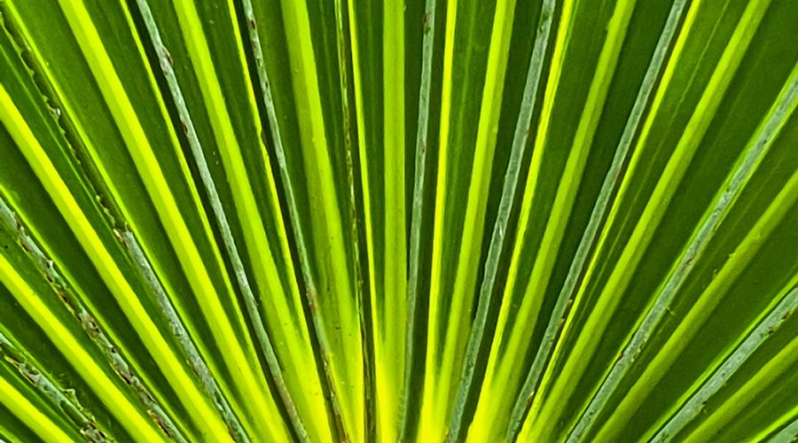 A full, closeup image of a palm frond shows the afternoon sun coming through the thinner parts. The frond radiates out from a central stem. The thicker parts of the frond are a deep green, while the thinner areas have a yellowish green hue.