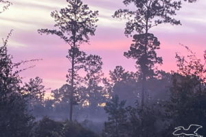 This image depicts the pink clouds of an early morning sunrise over a misty clearing in the pine and oak woods.