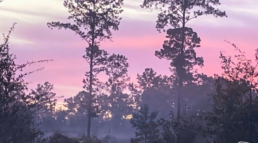 This image depicts the pink clouds of an early morning sunrise over a misty clearing in the pine and oak woods.