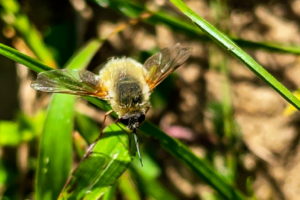 A fuzzy yellow and black bee fly rests on top of a blade of grass with it’s wings spread wide.