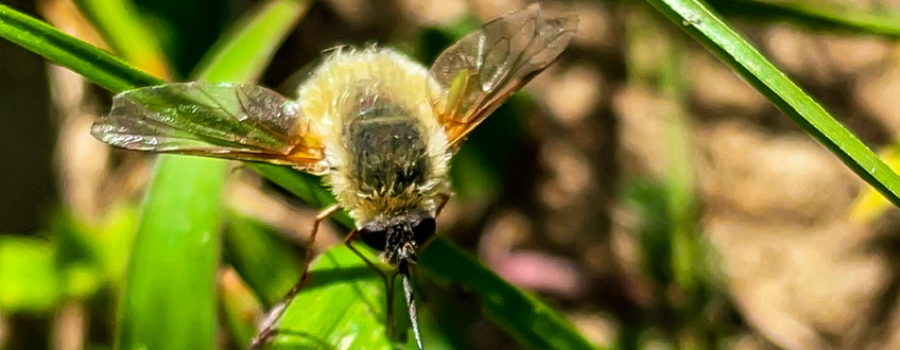 A fuzzy yellow and black bee fly rests on top of a blade of grass with it’s wings spread wide.