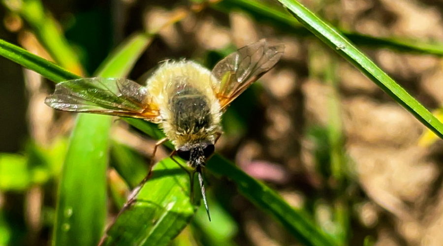 A fuzzy yellow and black bee fly rests on top of a blade of grass with it’s wings spread wide.
