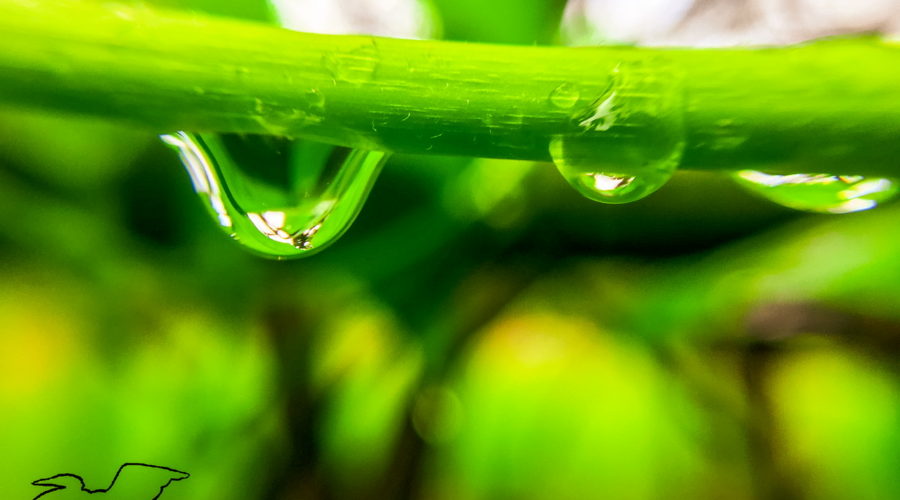 Three droplets of water hang, ready to fall, from a section of passion fruit vine.
