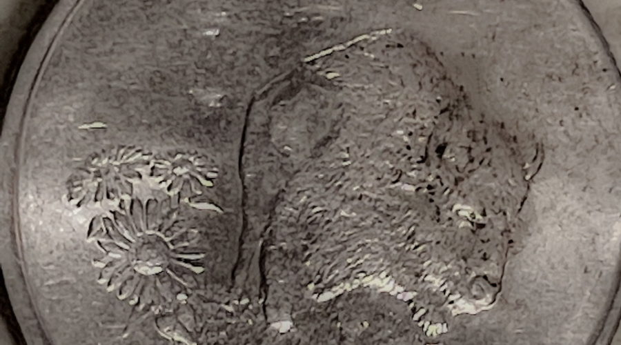 This photo shows the tails side of a Kansas State Quarter featuring the American bison.