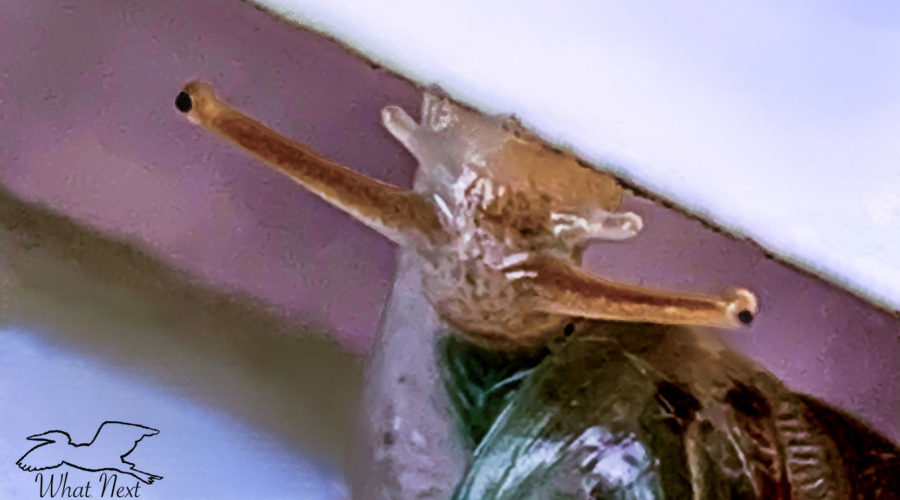 This macro photograph shows a small snail’s face and eyes as it crosses from one fence board to another.