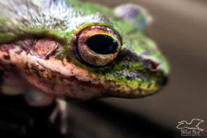 This macro image of the face of a green tree frog emphasizes the beautiful brown and gold eye and the tissue covered ear.