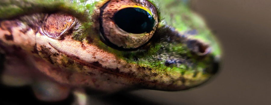This macro image of the face of a green tree frog emphasizes the beautiful brown and gold eye and the tissue covered ear.