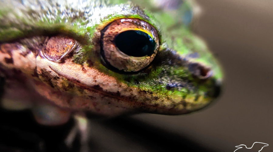 This macro image of the face of a green tree frog emphasizes the beautiful brown and gold eye and the tissue covered ear.