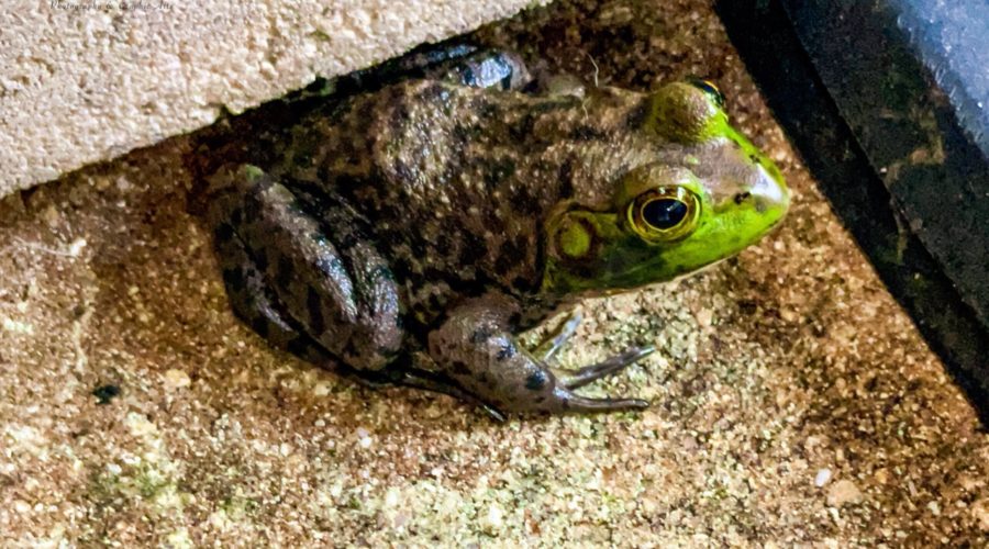 A young American bullfrog sits calmly on a rock beside a pond as she basks in the warm afternoon sun.