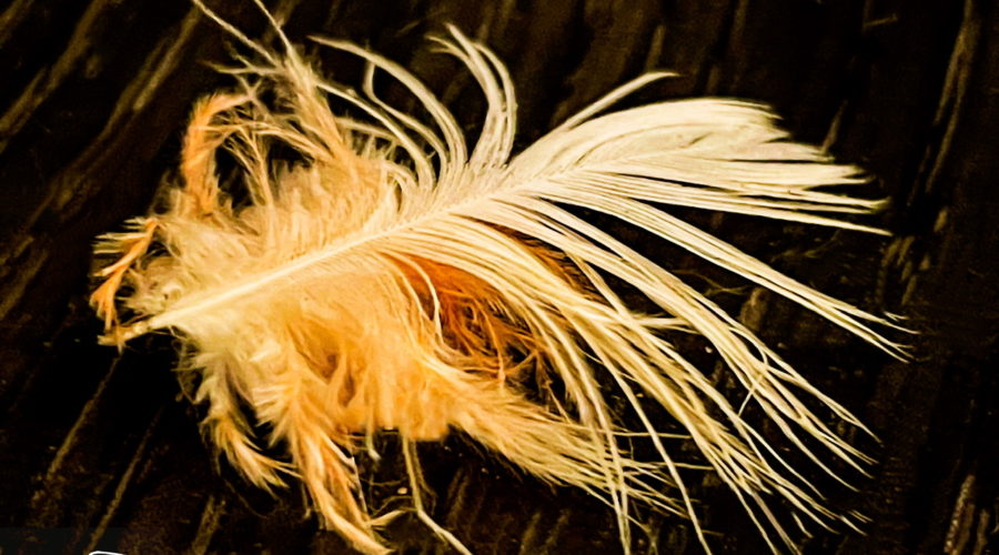 A white feather with pink down near the root lies on a black wood floor