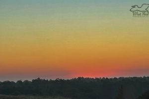 This wide angle photograph was taken over an open field that is bordered by woods. It was shot just before the sun rose over the horizon. The area where the sun is hiding is a deep orangish red. It illuminates the low level clouds along the horizon turning them a purple hue. As you move away from the horizon the sky fades to yellow, green, and finally light blue. The sky is cloudless except for those along the horizon.