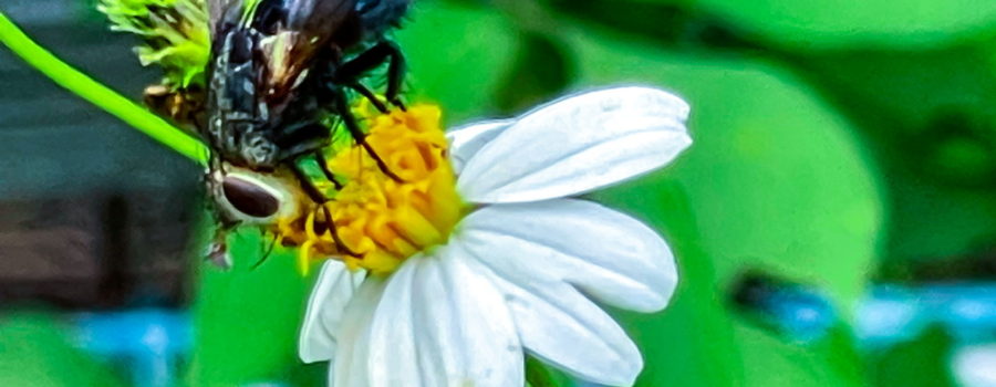 A black and white bristle fly leans far forward in order to remove nectar from a blackjack flower.