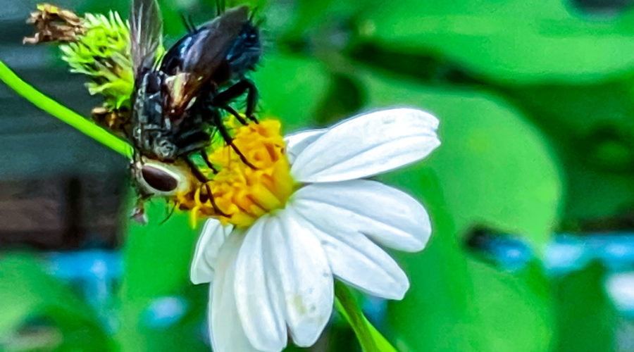 A black and white bristle fly leans far forward in order to remove nectar from a blackjack flower.