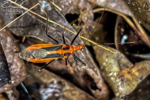 A brightly colored and brightly alert Red Bull assassin bug is in the process of crawling from one place to another over leaf debris on the ground.
