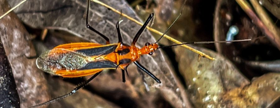 A brightly colored and brightly alert Red Bull assassin bug is in the process of crawling from one place to another over leaf debris on the ground.