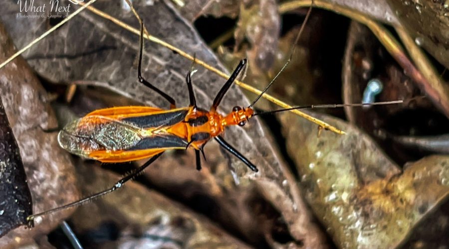 A brightly colored and brightly alert Red Bull assassin bug is in the process of crawling from one place to another over leaf debris on the ground.