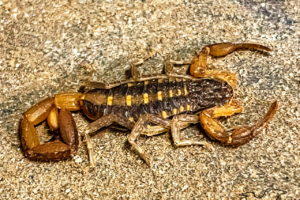 A closeup image of a Hentz striped scorpion as it sits on a textured wooden railing. The animal is mostly a dark brown to black color and is marked with regularly arranged yellow stripes. The front legs, with their gripping claws and the tail are a lighter brown. Three other pairs of smaller, less developed legs come off the body between the claws and the tail.